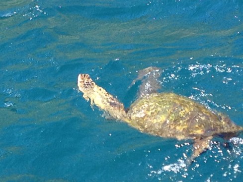 Sea Turtle