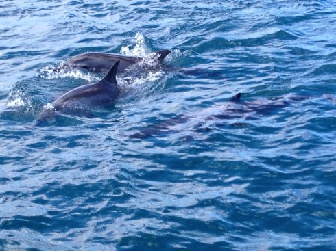 dolphins from the catamaran
