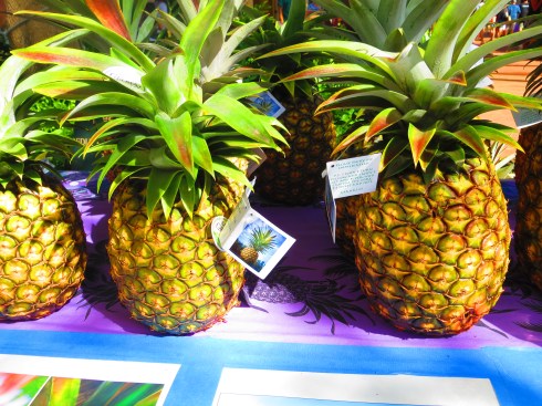 Sugarloaf Pineapples